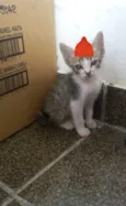 Irmaozinhos