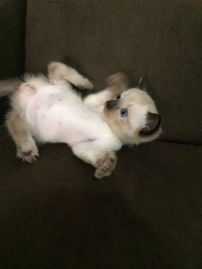 Gato ra a Siameses  idade Abaixo de 2 meses nome Gatinhos 