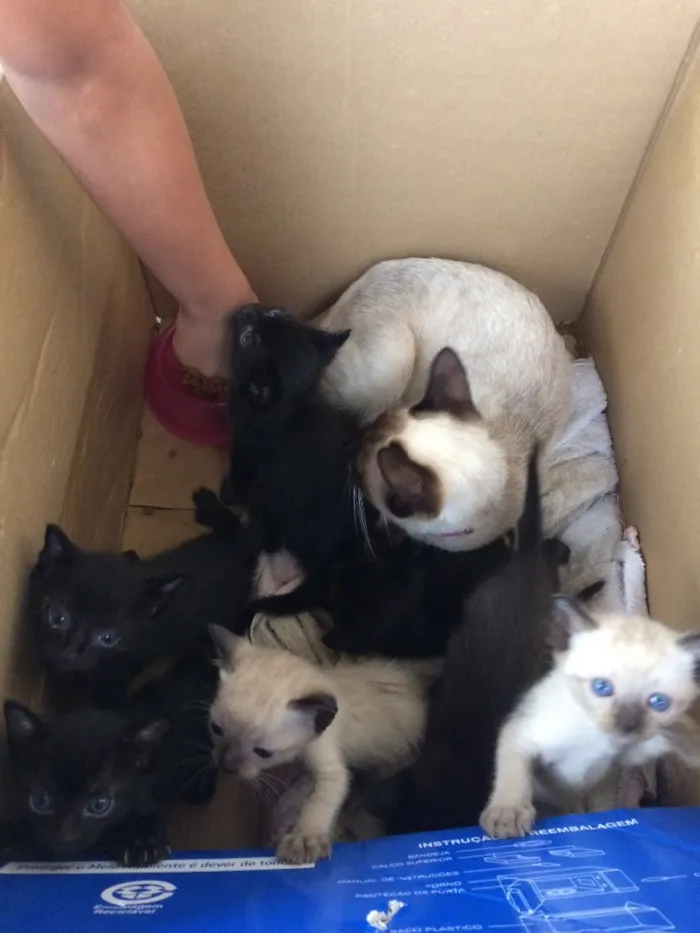 Gato ra a Siameses  idade Abaixo de 2 meses nome Gatinhos 