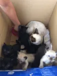 Gatinhos