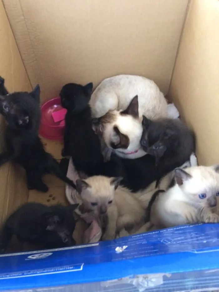 Gato ra a Siameses  idade Abaixo de 2 meses nome Gatinhos 