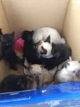 Gatinhos