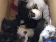 Gatinhos