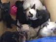 Gatinhos