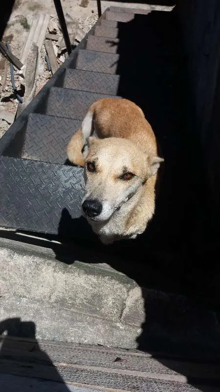 Cachorro ra a sem raça definida idade 3 anos nome amarelinha