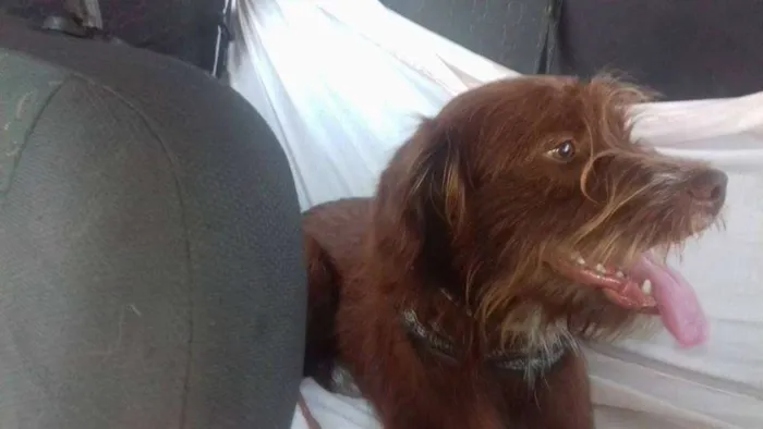 Cachorro ra a  idade 1 ano nome Ayra