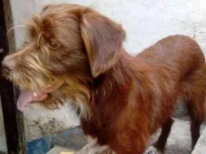 Cachorro raça  idade 1 ano nome Ayra