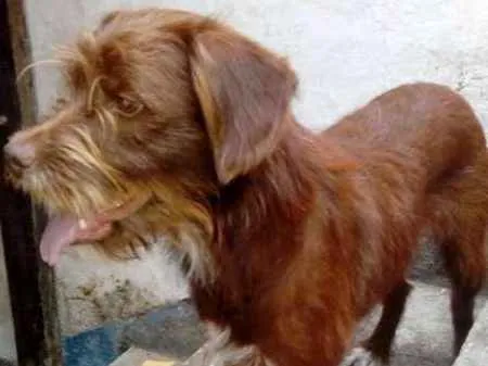 Cachorro ra a  idade 1 ano nome Ayra