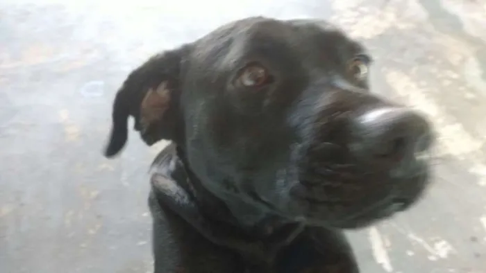 Cachorro ra a Srd idade  nome Preto