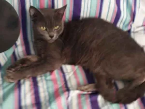 Gato raça  idade 1 ano nome Tempestade 