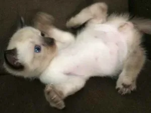 Gato raça Siameses  idade Abaixo de 2 meses nome Gatinhos 