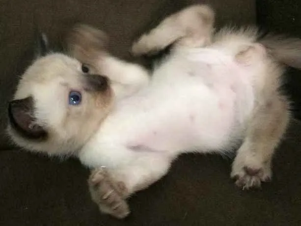 Gato ra a Siameses  idade Abaixo de 2 meses nome Gatinhos 