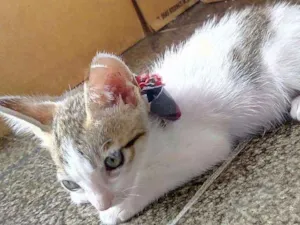Gato raça Raça do Amor idade 2 a 6 meses nome Irmaozinhos