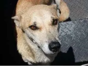 Cachorro raça sem raça definida idade 3 anos nome amarelinha
