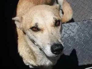 Cachorro ra a sem raça definida idade 3 anos nome amarelinha