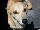 Cachorro raça sem raça definida idade 3 anos nome amarelinha
