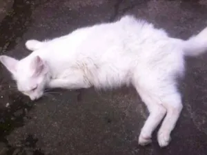 Gato raça Sianesa Com Viralata  idade 1 ano nome Mel 