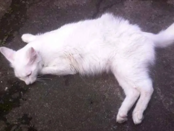 Gato ra a Sianesa Com Viralata  idade 1 ano nome Mel 