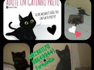Gato raça Raça comum idade 2 a 6 meses nome Simão e Sophia