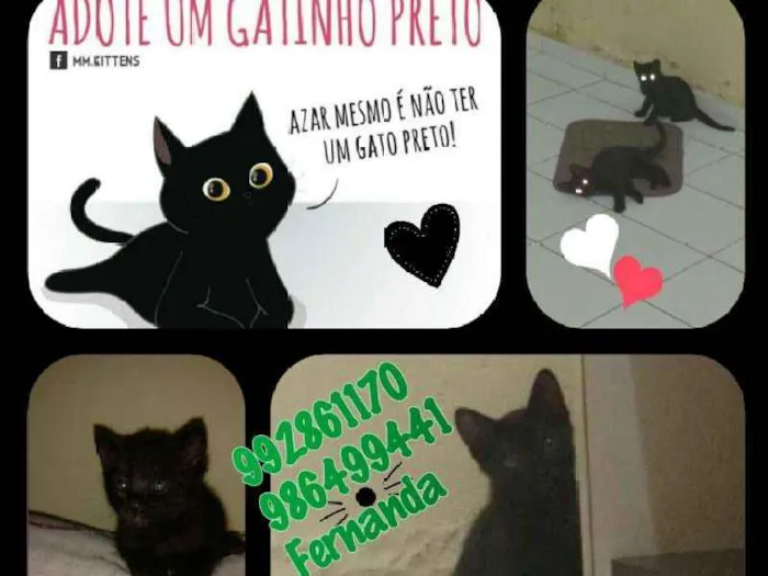 Gato ra a Raça comum idade 2 a 6 meses nome Simão e Sophia