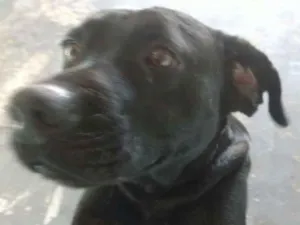 Cachorro raça Srd idade  nome Preto