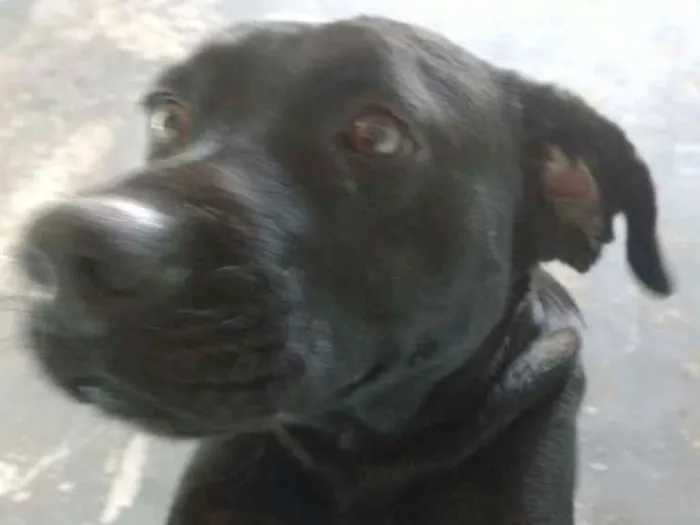 Cachorro ra a Srd idade  nome Preto