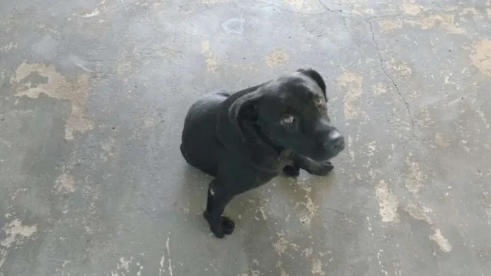 Cachorro ra a Srd idade  nome Preto