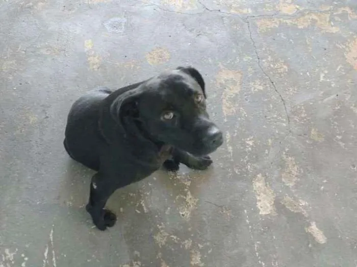 Cachorro ra a Srd idade  nome Preto