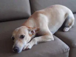 Cachorro raça SRD idade 3 anos nome Nina