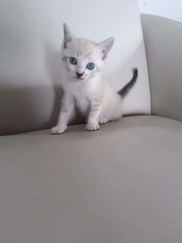 Gato ra a  idade Abaixo de 2 meses nome Ainda não tem nome