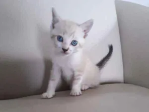 Gato raça  idade Abaixo de 2 meses nome Ainda não tem nome