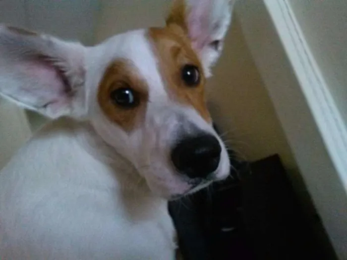 Cachorro ra a vira lata idade 1 ano nome bruce