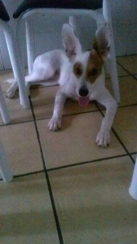 Cachorro ra a vira lata idade 1 ano nome bruce