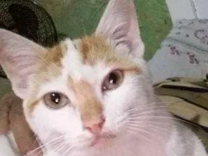 Gato raça indefinida idade Abaixo de 2 meses nome filhote