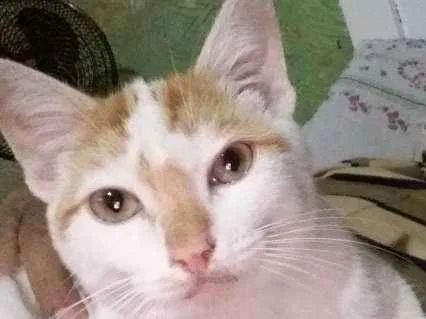 Gato ra a indefinida idade Abaixo de 2 meses nome filhote