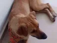 ringo