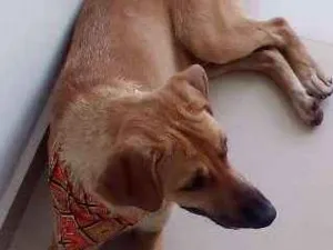 Cachorro raça SRD idade 7 a 11 meses nome ringo