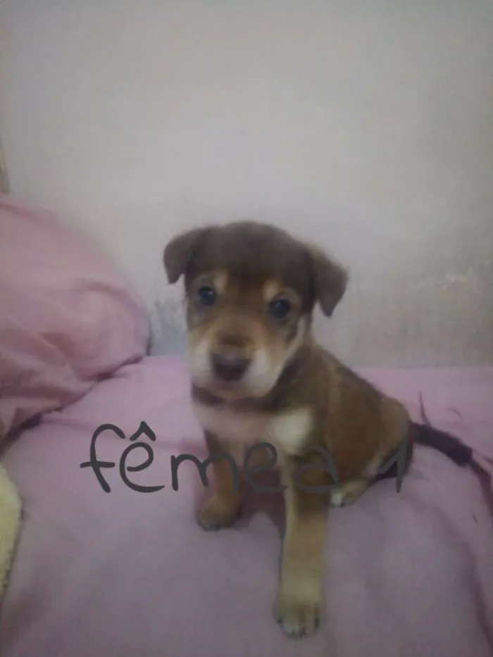 Cachorro ra a SRD idade Abaixo de 2 meses nome Filhotes
