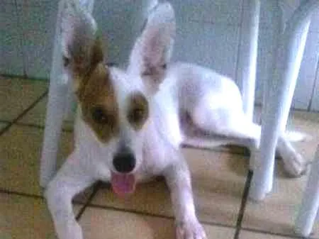 Cachorro ra a vira lata idade 1 ano nome bruce