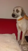 JOAQUIM