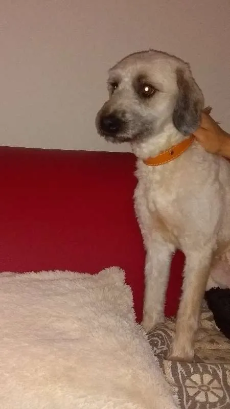 Cachorro raça NRD idade 1 ano nome JOAQUIM