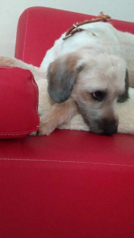 Cachorro raça NRD idade 1 ano nome JOAQUIM