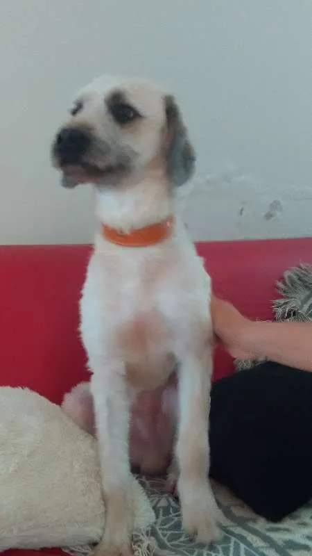 Cachorro raça NRD idade 1 ano nome JOAQUIM