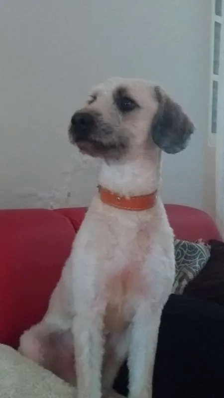 Cachorro raça NRD idade 1 ano nome JOAQUIM