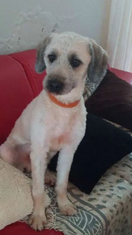 Cachorro raça NRD idade 1 ano nome JOAQUIM