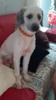 JOAQUIM