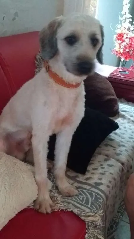 Cachorro raça NRD idade 1 ano nome JOAQUIM