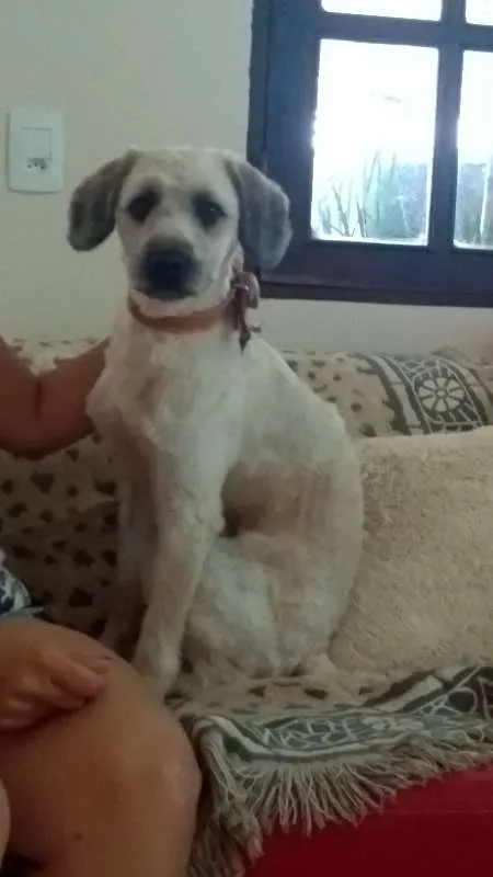 Cachorro raça NRD idade 1 ano nome JOAQUIM