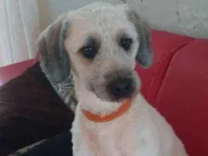 Cachorro raça NRD idade 1 ano nome JOAQUIM