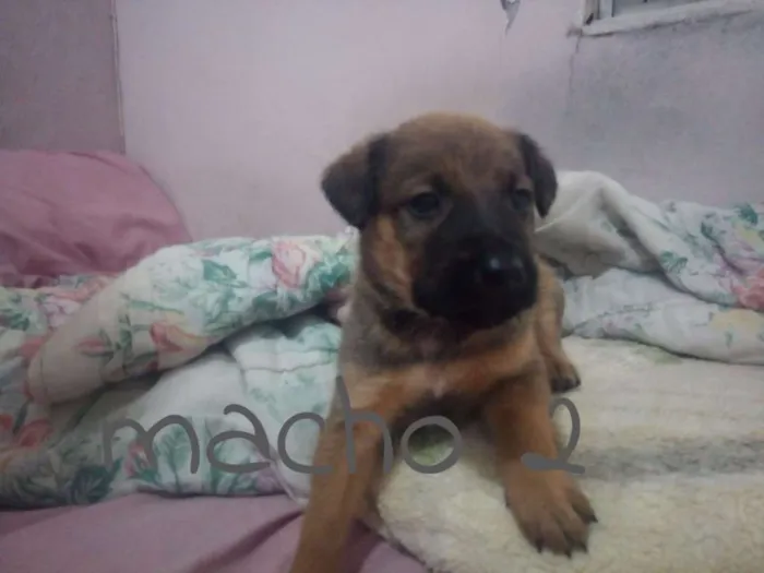 Cachorro ra a SRD idade Abaixo de 2 meses nome Filhotes